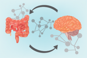 Gut bacteria may be the key to dementia risk factors