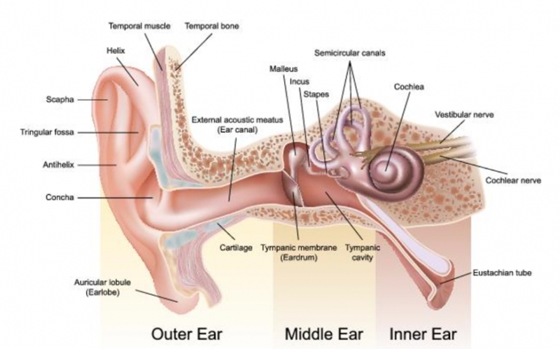 Figure 1 - Anatomy of the peripheral hearing system