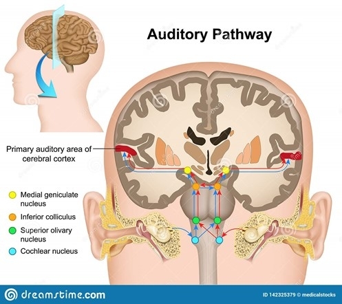 Figure 2. Transfer of sounds from the inner ear to auditory processing centres at lower and higher levels in the brain.